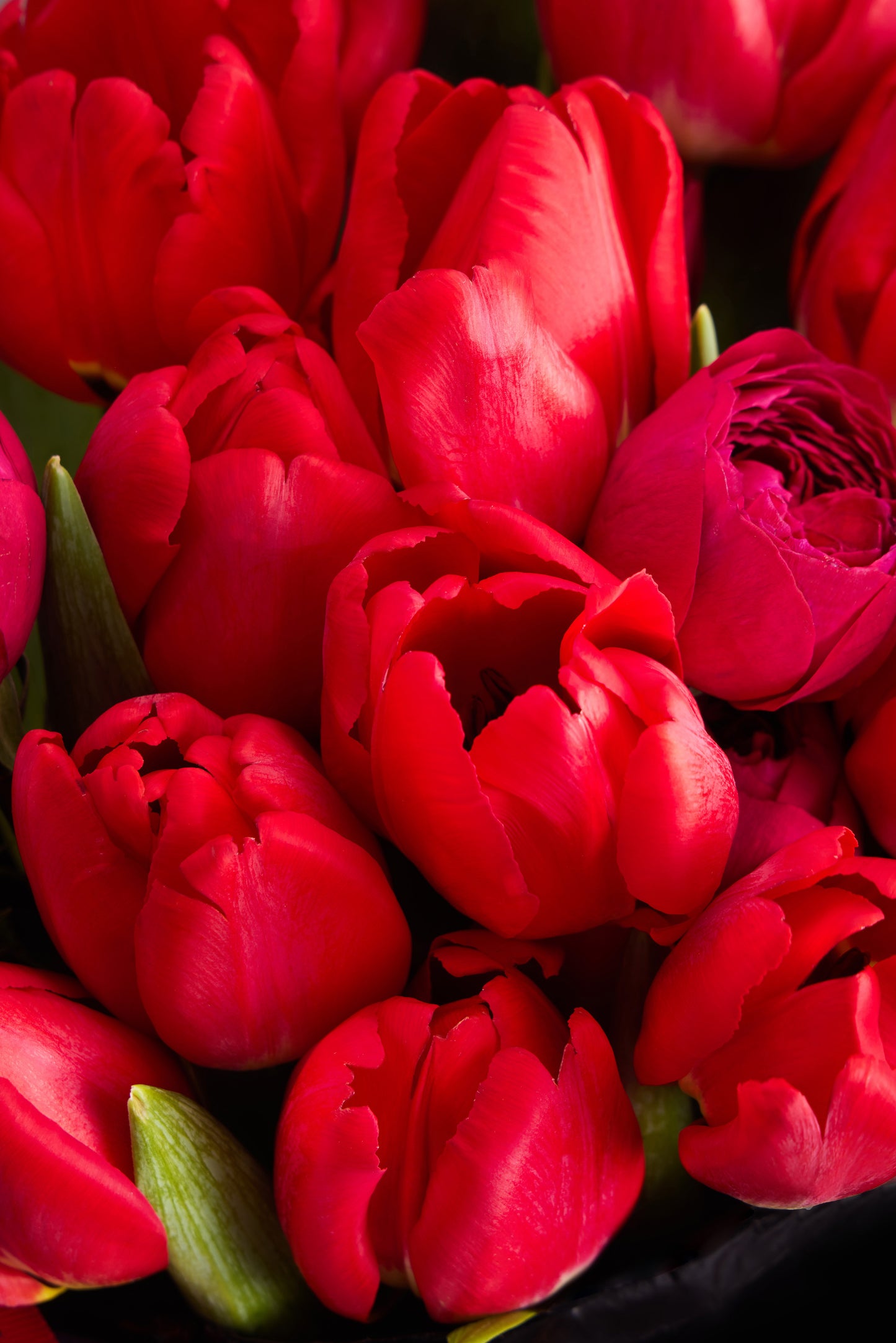 The Plush Manuscript