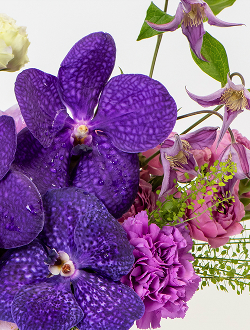 Vanda Secret