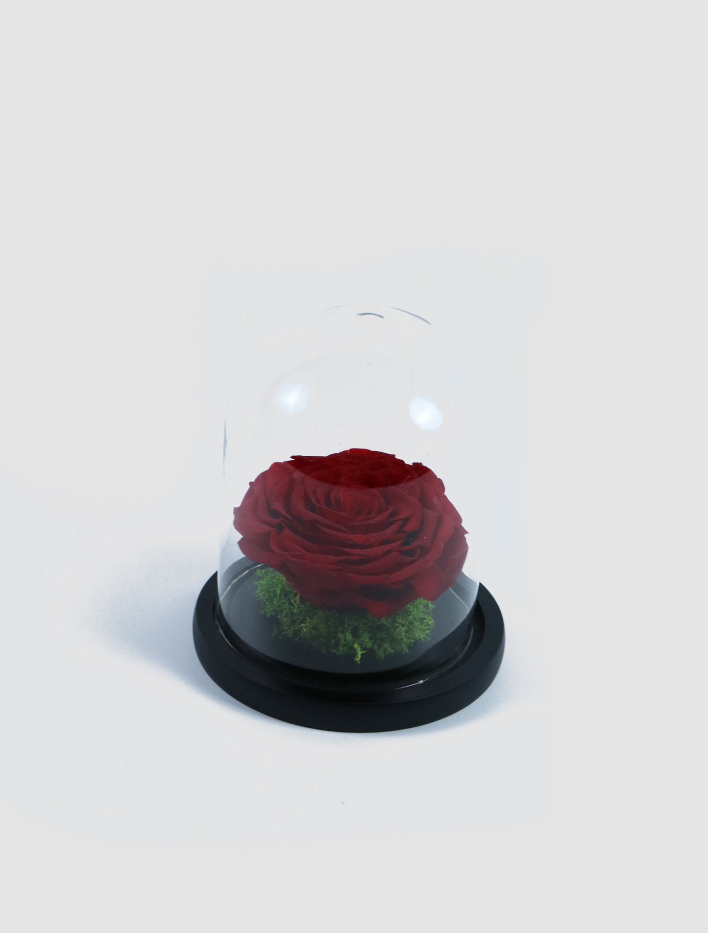 Rose Petal (Preserved)