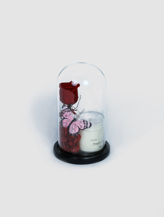 Butterfly Rose with Be-candle (Preserved)