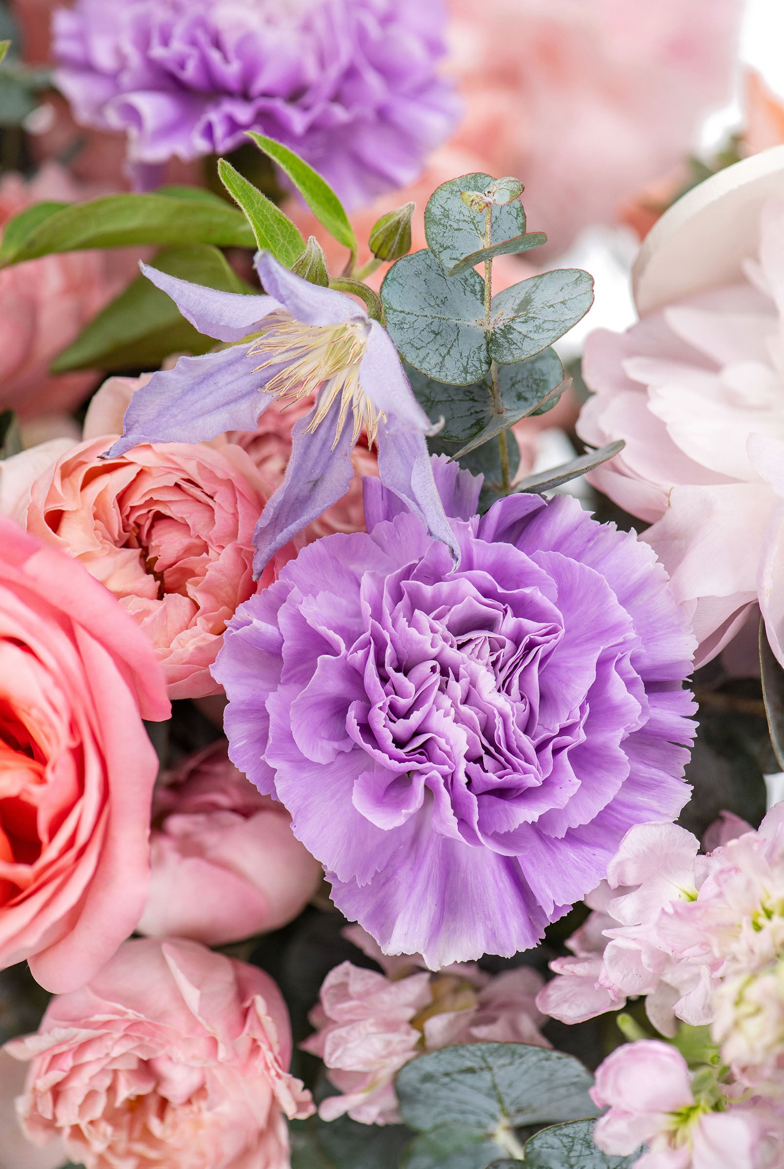 Carnation Harmony
