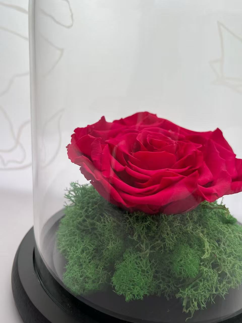Rose Petal (Preserved)