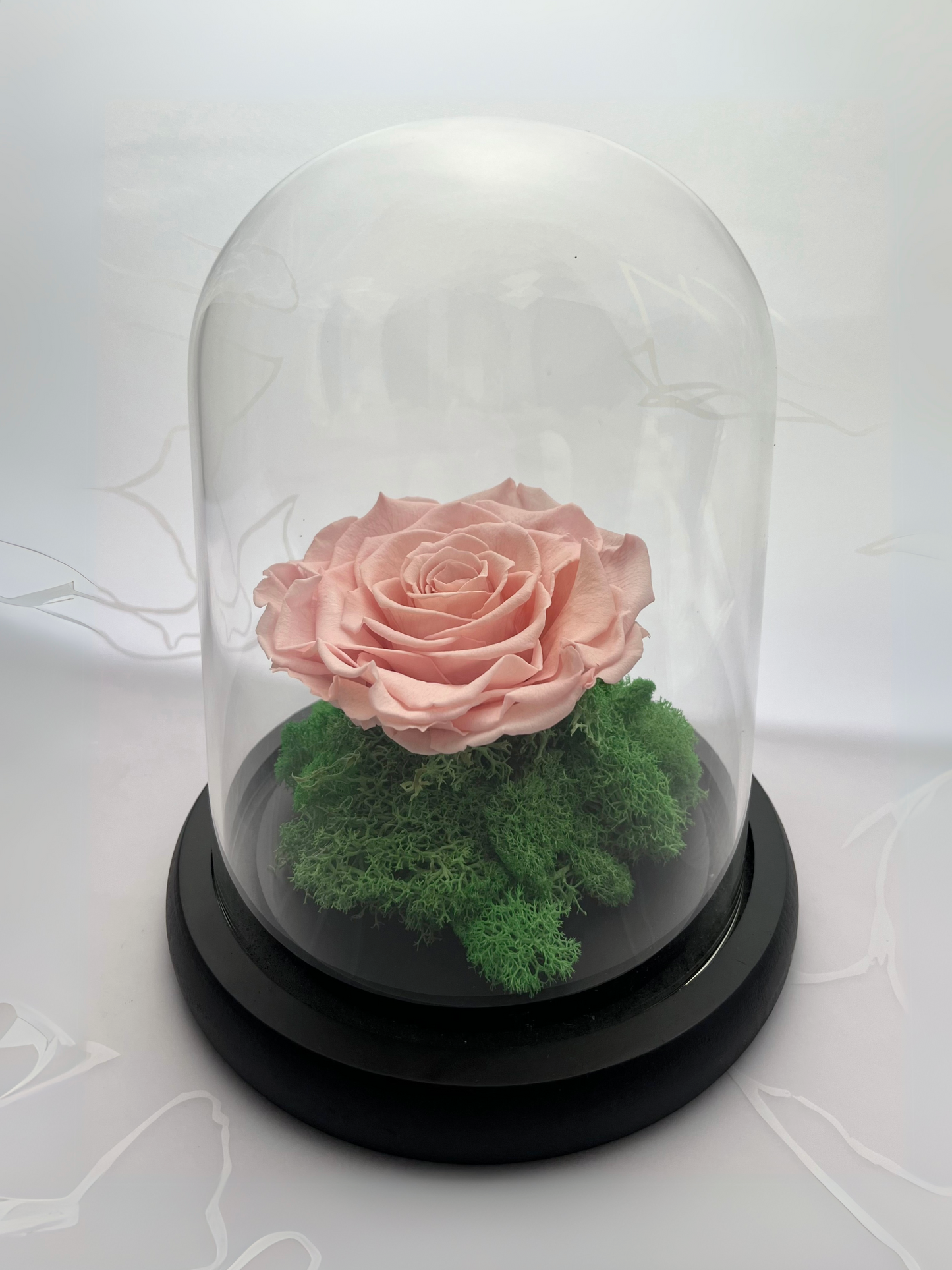 Rose Petal (Preserved)