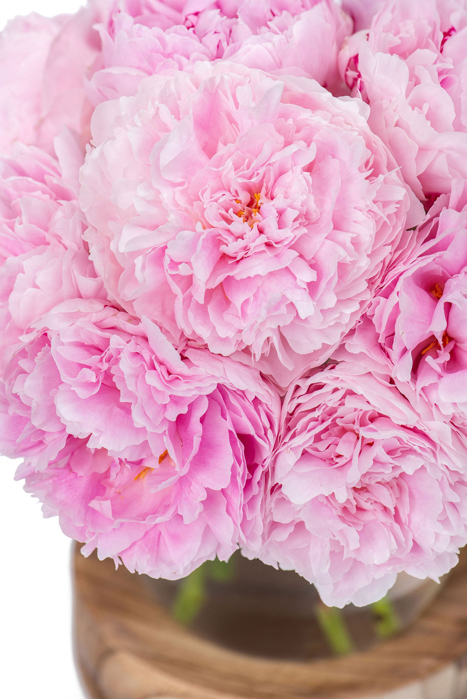Petals in Flight