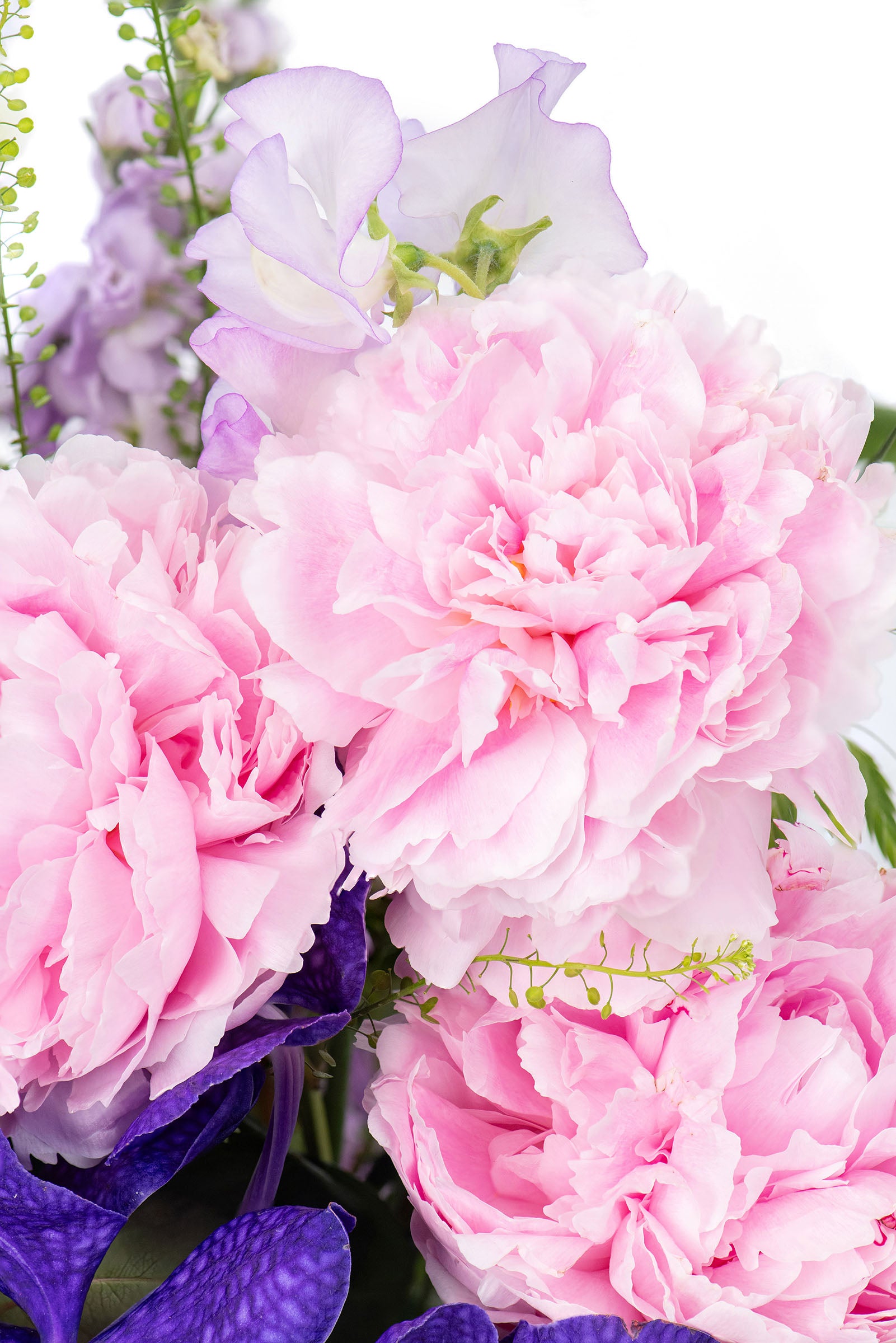 Sweetpea Surprise