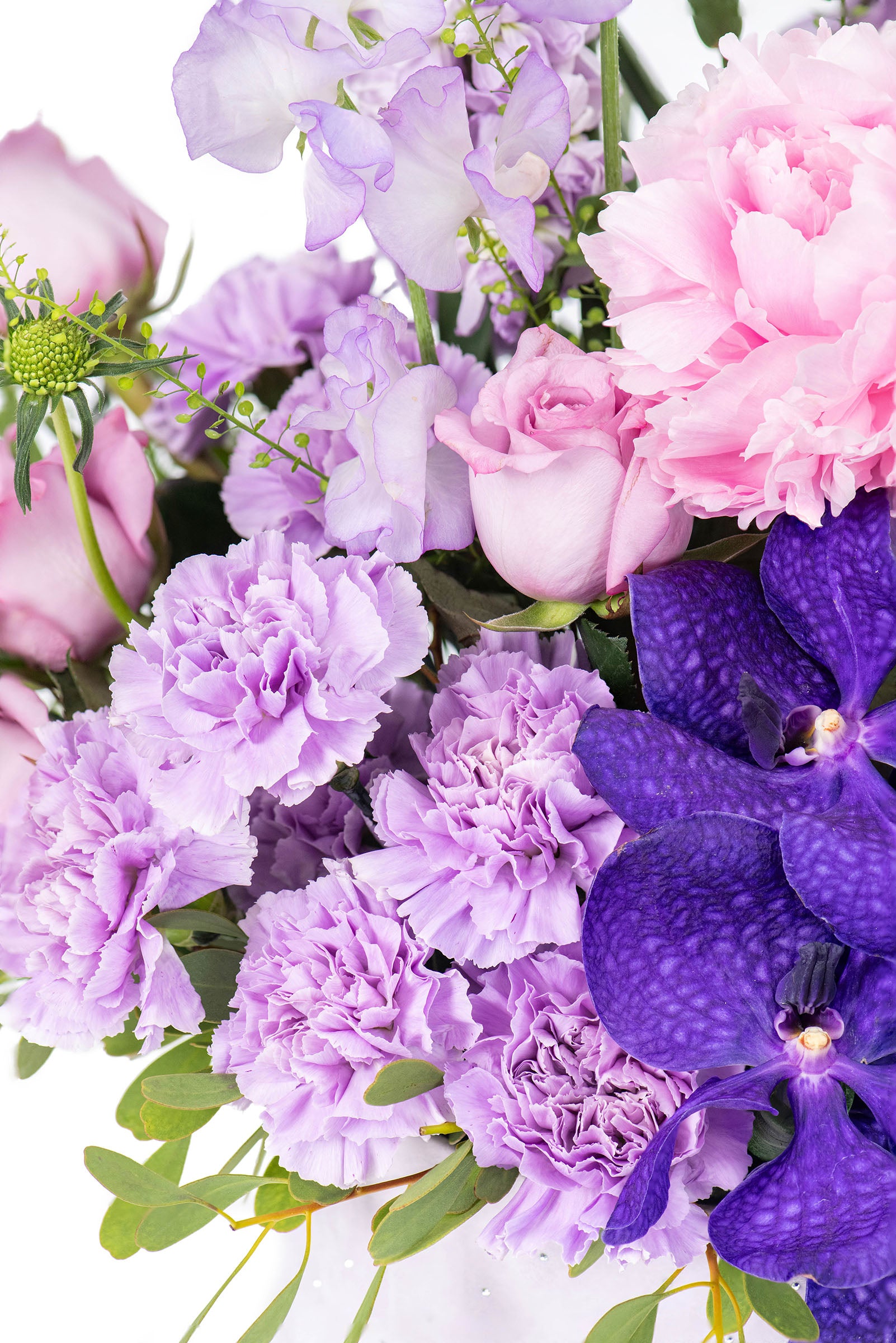 Sweetpea Surprise