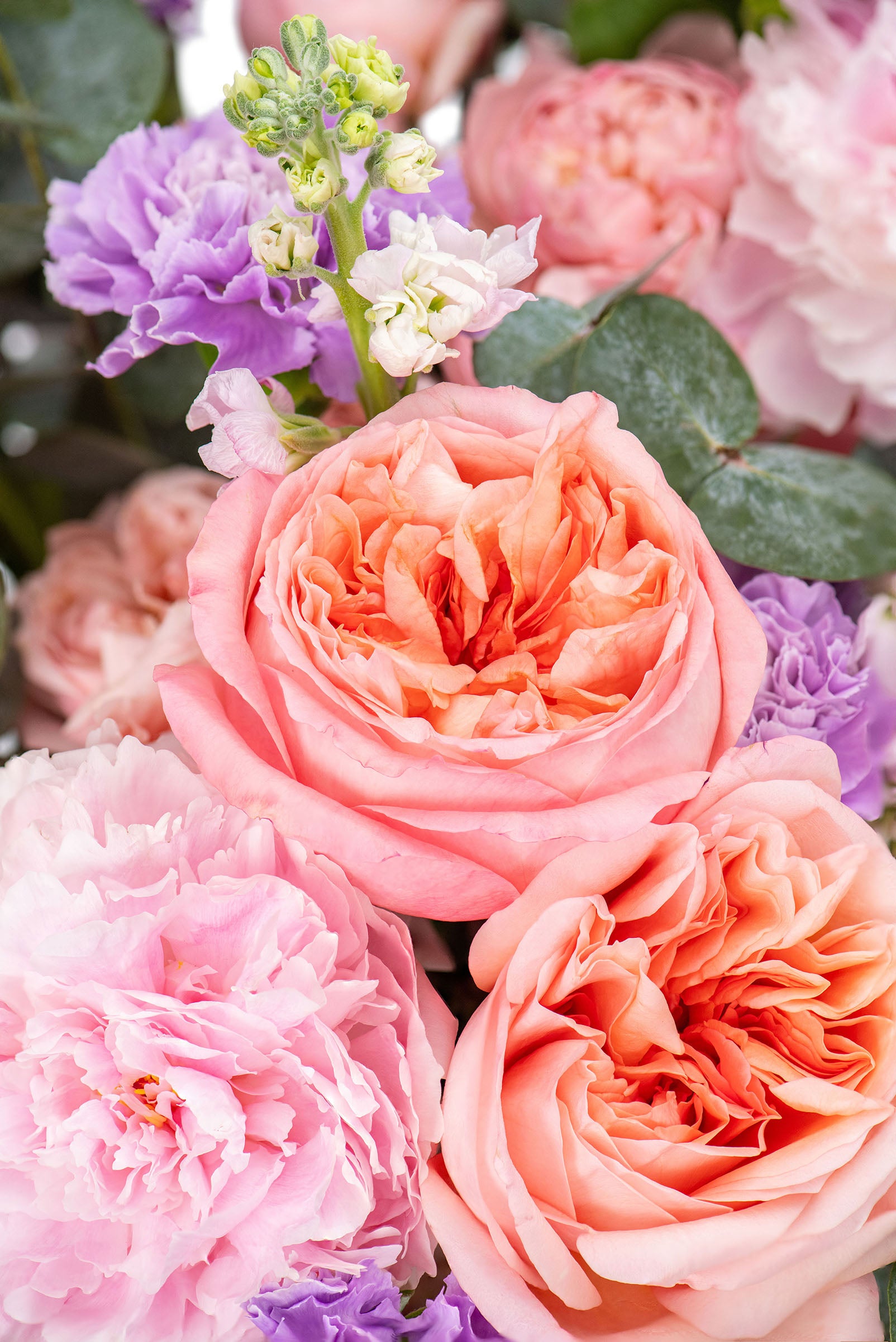 Carnation Harmony